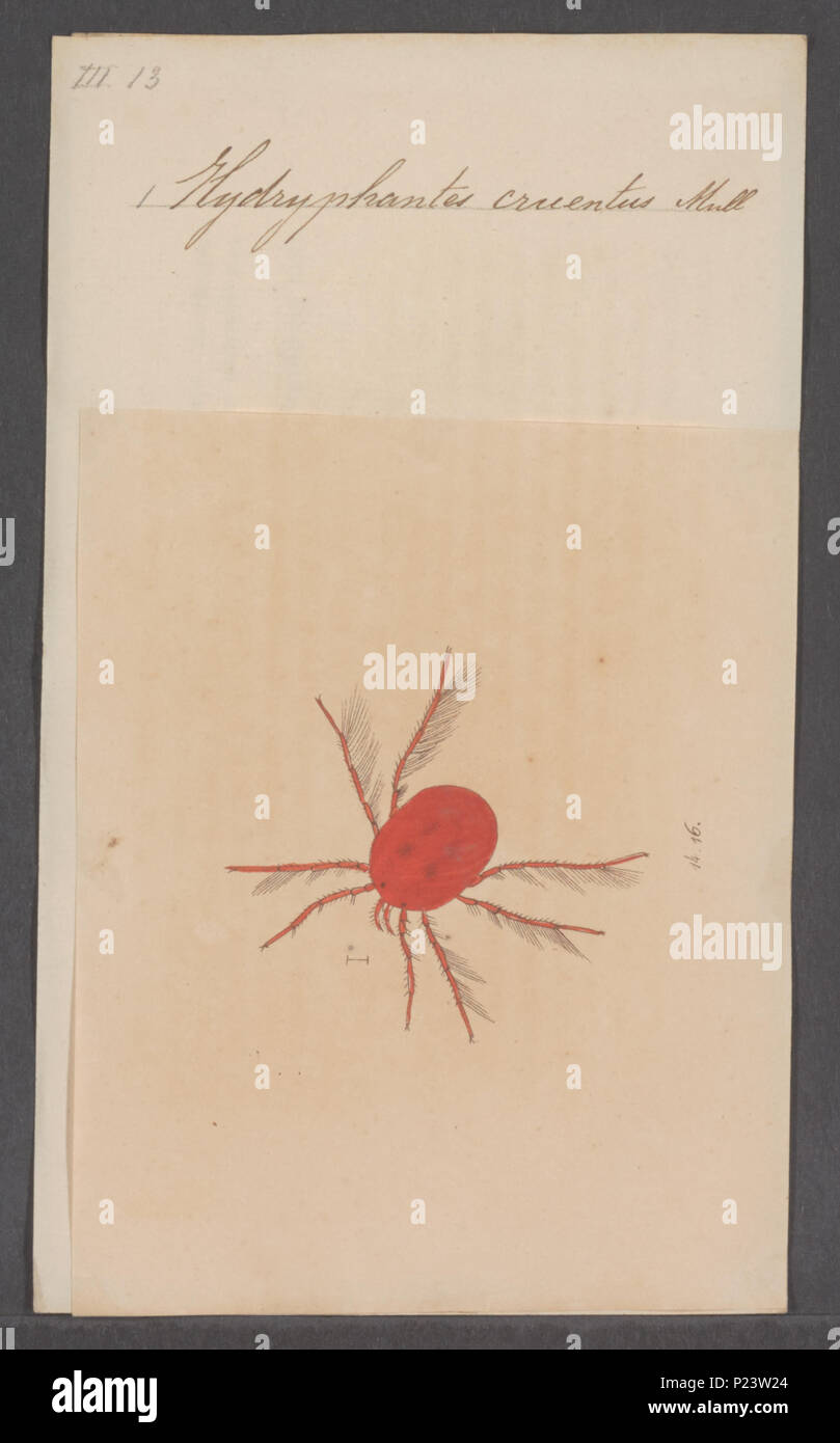 . Hydryphantes 153 Hydryphantes - Stampa - Iconographia Zoologica - Collezioni Speciali Università di Amsterdam - UBAINV0274 070 06 0028 Foto Stock