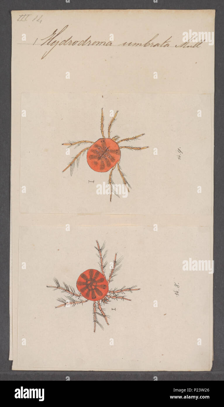 . Hydrodroma 153 Hydrodroma - Stampa - Iconographia Zoologica - Collezioni Speciali Università di Amsterdam - UBAINV0274 070 06 0032 Foto Stock