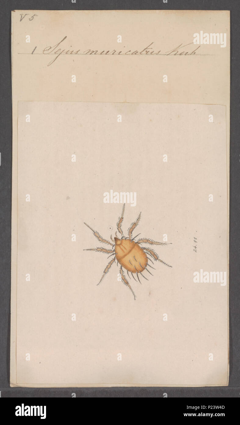 . Sejus 287 Sejus - Stampa - Iconographia Zoologica - Collezioni Speciali Università di Amsterdam - UBAINV0274 072 03 0022 Foto Stock