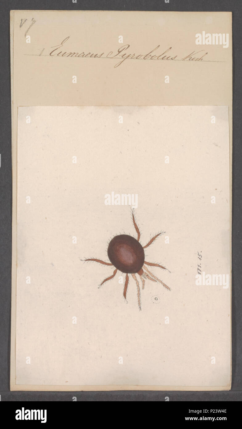 . Eumaeus 120 Eumaeus - Stampa - Iconographia Zoologica - Collezioni Speciali Università di Amsterdam - UBAINV0274 072 03 0039 Foto Stock