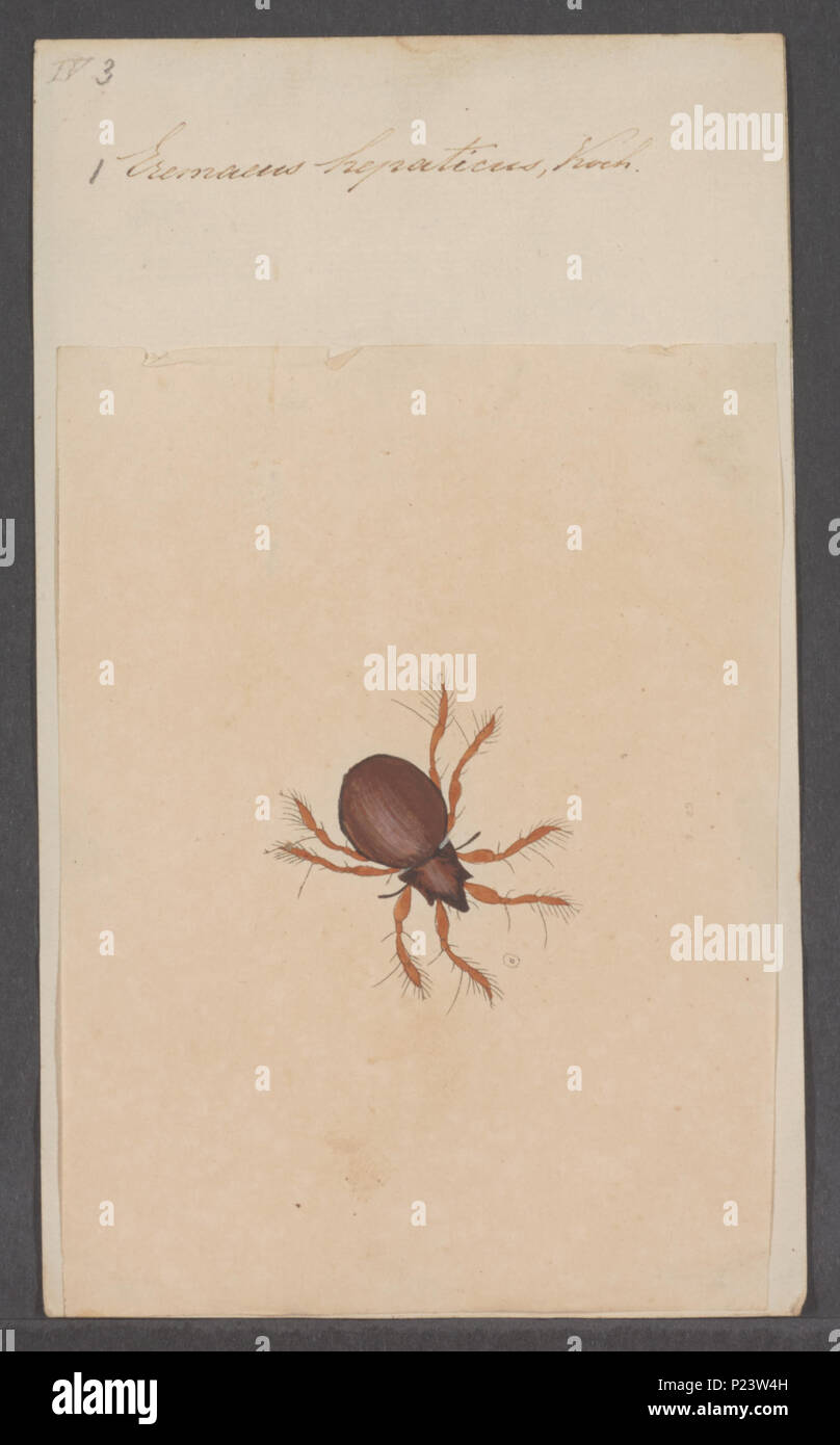 . Eremaeus 118 Eremaeus - Stampa - Iconographia Zoologica - Collezioni Speciali Università di Amsterdam - UBAINV0274 072 04 0043 Foto Stock