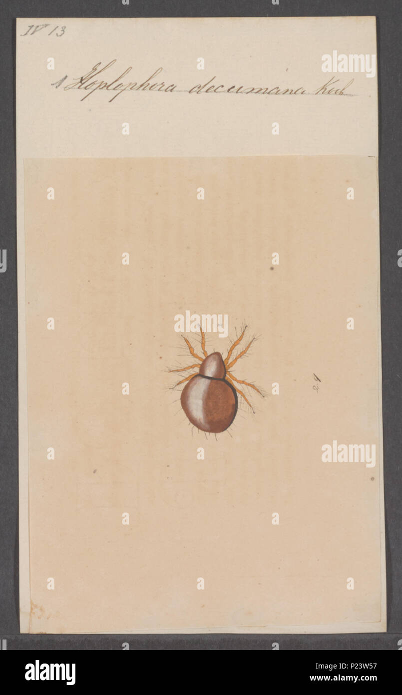 . Hoplophora 152 Hoplophora - Stampa - Iconographia Zoologica - Collezioni Speciali Università di Amsterdam - UBAINV0274 072 06 0045 Foto Stock