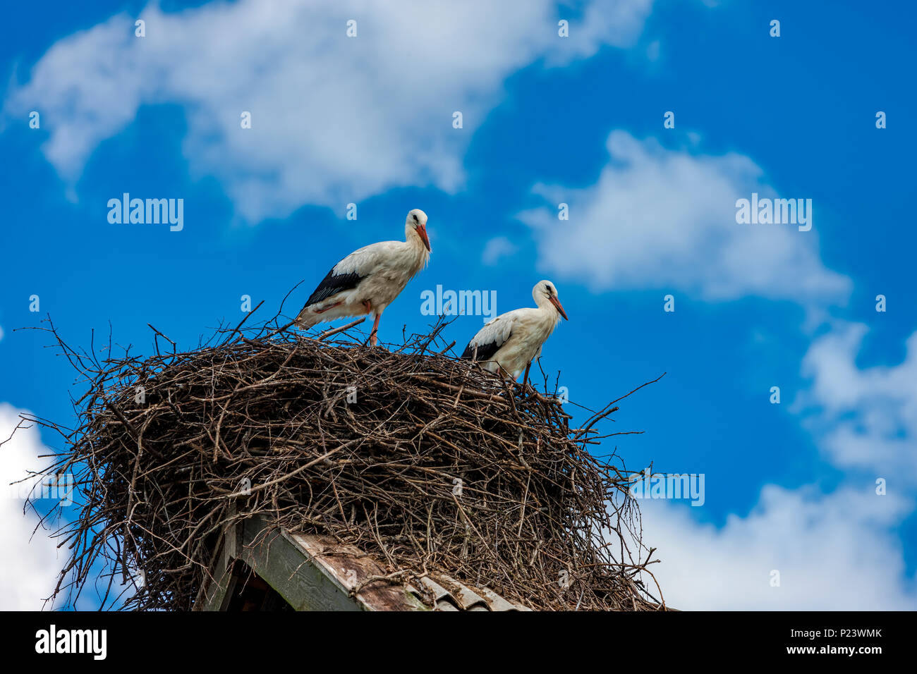 Cicogne sedersi nel nido sul tetto in estate, Regione di Tver, Russia Foto Stock