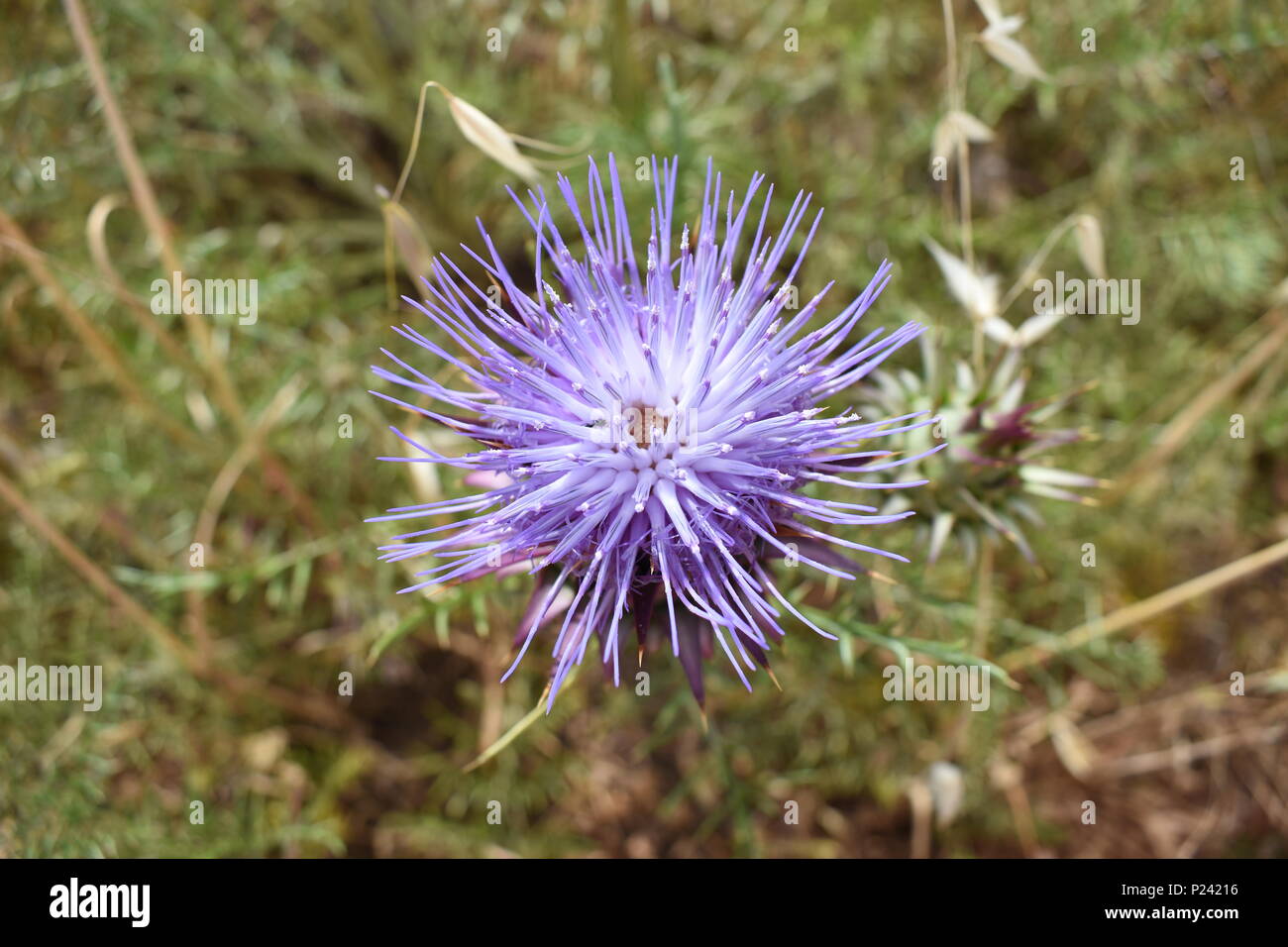 Parte superiore verso il basso in prossimità di un viola pungenti thistle (Cynareae) fiore cresce nella campagna di Algarve, Portogallo. Foto Stock