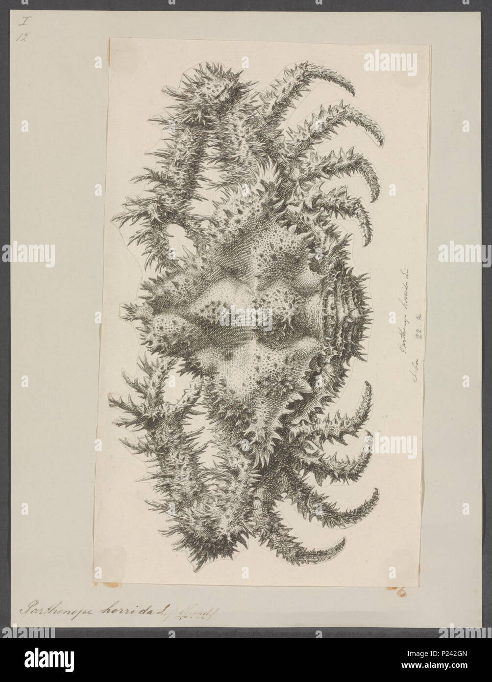 . Parthenope horrida 217 Parthenope horrida - - Stampa - Iconographia Zoologica - Collezioni Speciali Università di Amsterdam - UBAINV0274 095 04 0009 Foto Stock