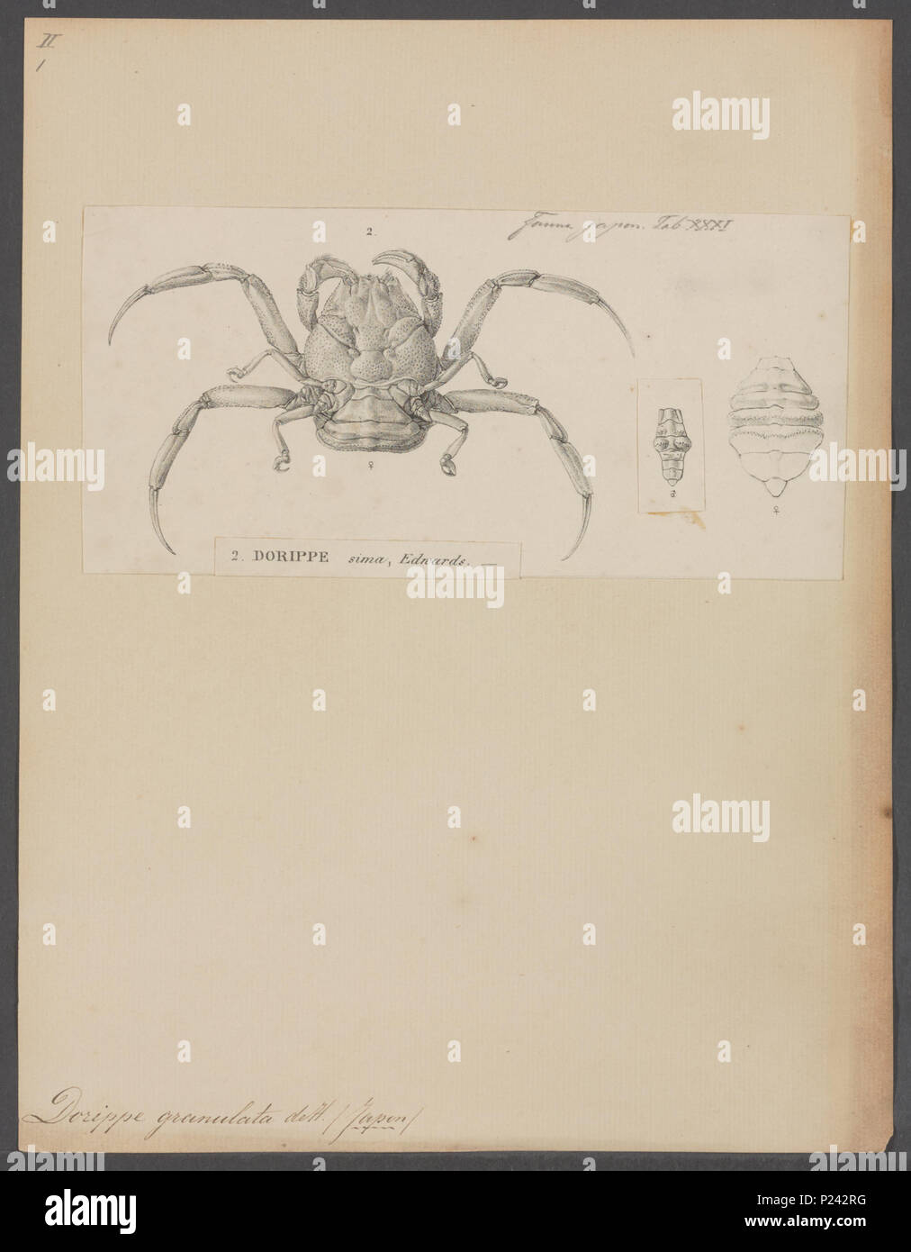 . Granulata Dorippe 84 Dorippe granulata - - Stampa - Iconographia Zoologica - Collezioni Speciali Università di Amsterdam - UBAINV0274 096 01 0002 Foto Stock