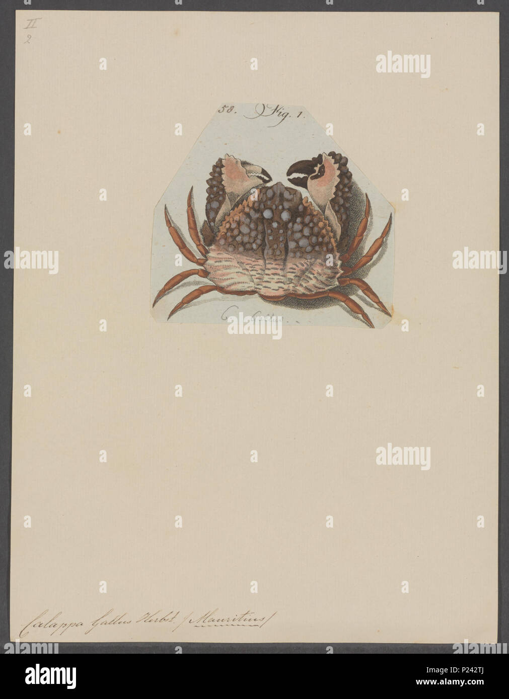 . Calappa gallus 46 Calappa gallus - - Stampa - Iconographia Zoologica - Collezioni Speciali Università di Amsterdam - UBAINV0274 096 02 0011 Foto Stock