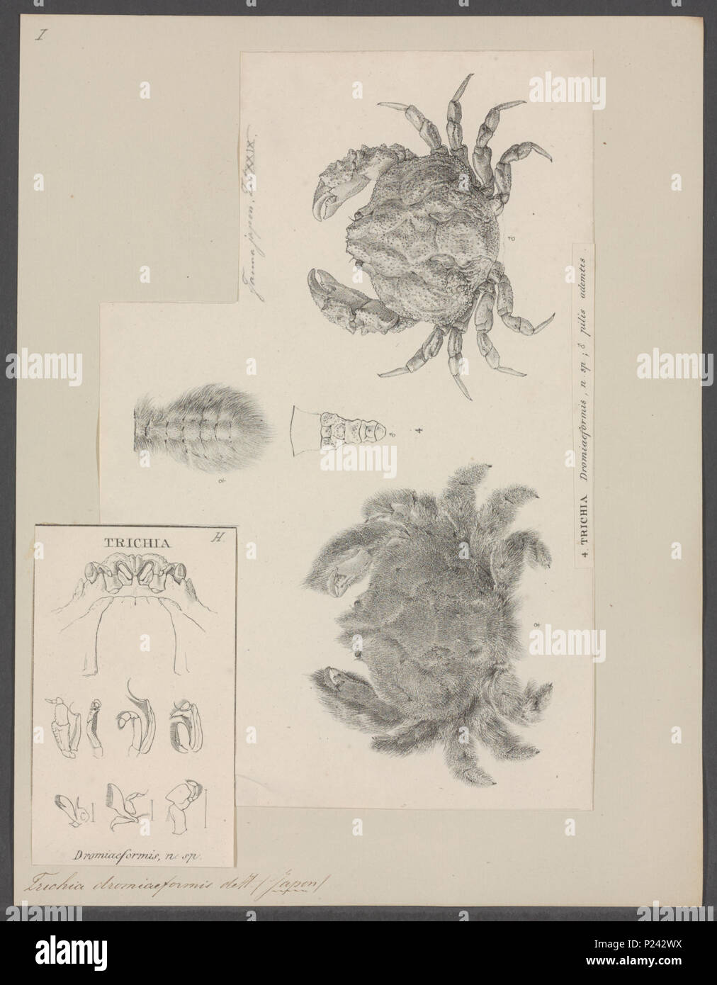 . Trichia dromiaeformis 307 Trichia dromiaeformis - - Stampa - Iconographia Zoologica - Collezioni Speciali Università di Amsterdam - UBAINV0274 096 05 0006 Foto Stock
