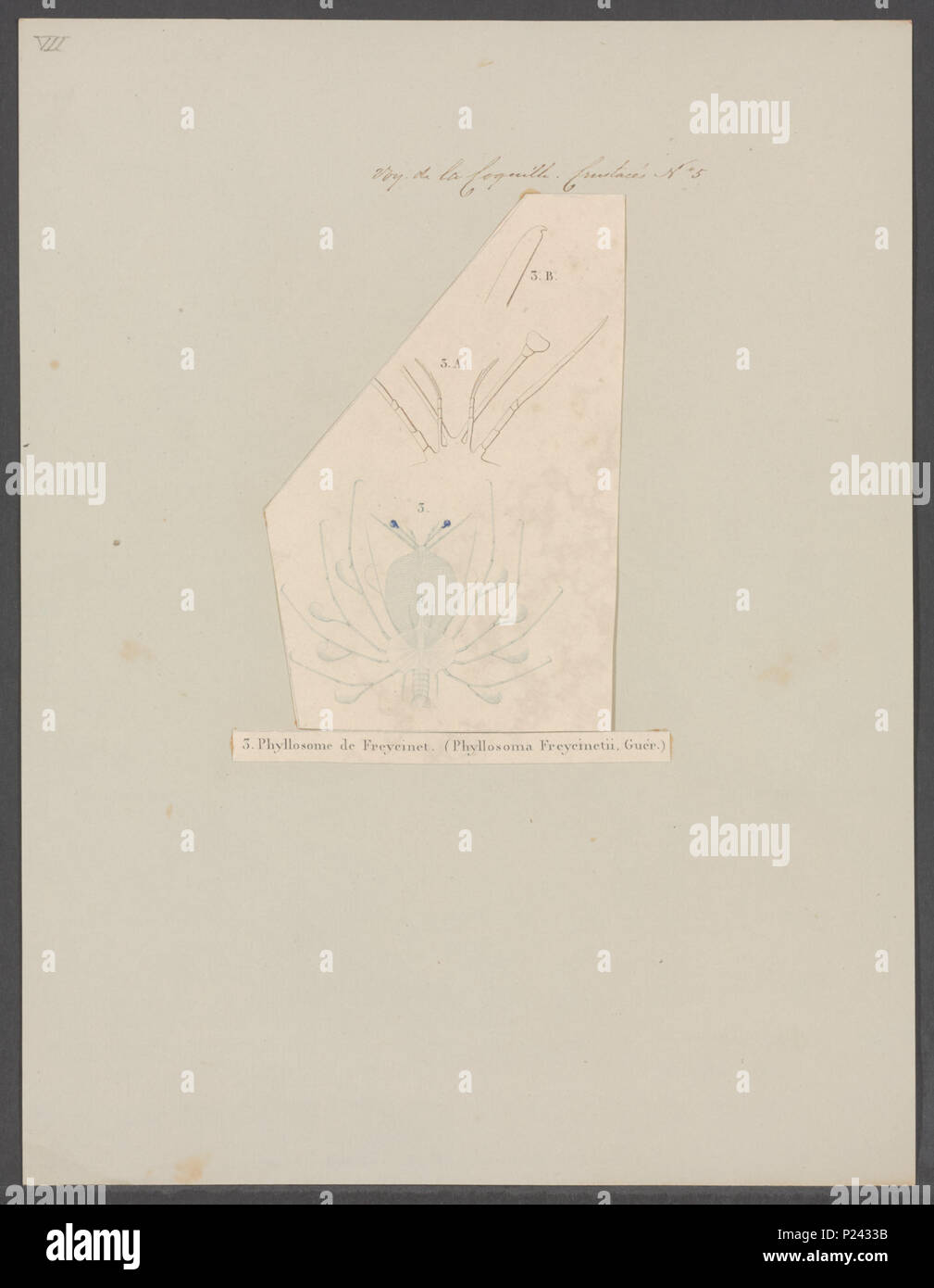 . Phyllosoma freycinetii 224 Phyllosoma freycinetii - - Stampa - Iconographia Zoologica - Collezioni Speciali Università di Amsterdam - UBAINV0274 096 15 0012 Foto Stock