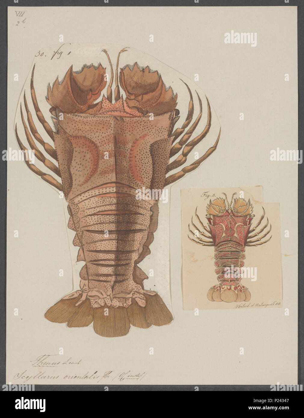 . Thenus orientalis 305 Thenus orientalis - - Stampa - Iconographia Zoologica - Collezioni Speciali Università di Amsterdam - UBAINV0274 096 17 0010 Foto Stock