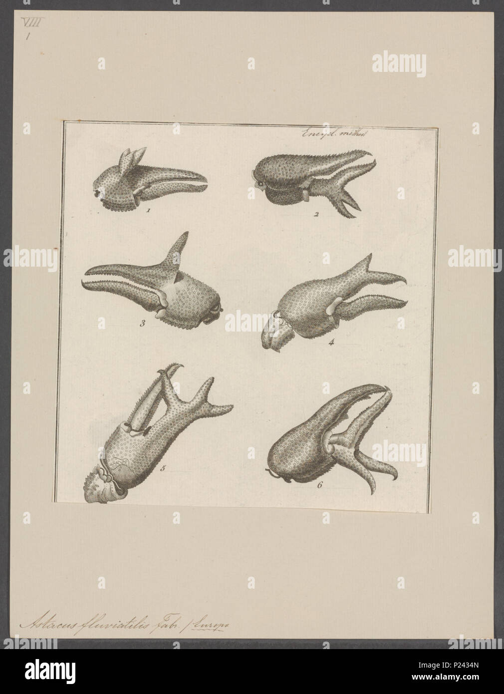 . Astacus fluviatilis 23 Astacus fluviatilis - - Stampa - Iconographia Zoologica - Collezioni Speciali Università di Amsterdam - UBAINV0274 097 01 0008 Foto Stock