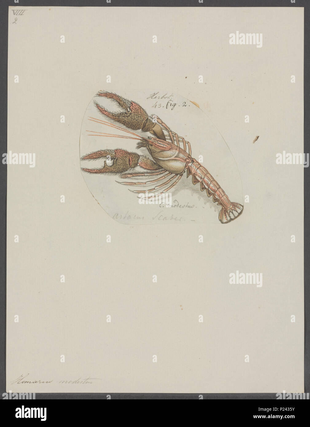 . Homarus modesto 150 Homarus modesto - - Stampa - Iconographia Zoologica - Collezioni Speciali Università di Amsterdam - UBAINV0274 097 02 0005 Foto Stock