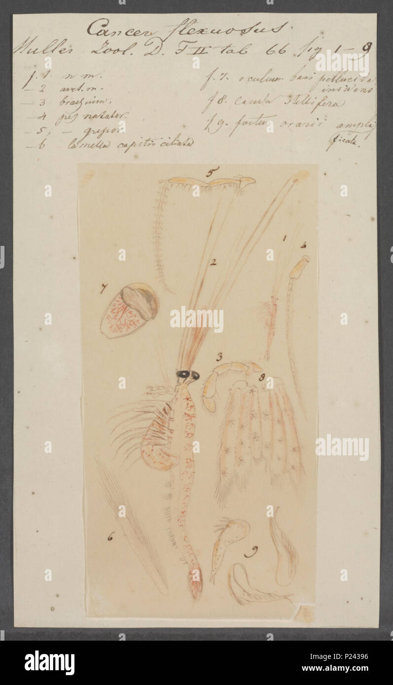 . Il cancro flexuosus 48 flexuosus cancro - - Stampa - Iconographia Zoologica - Collezioni Speciali Università di Amsterdam - UBAINV0274 097 12 0002 Foto Stock