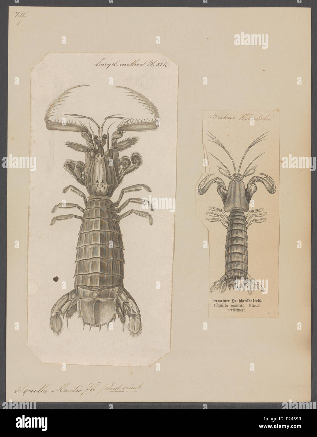296 Squilla mantis - - Stampa - Iconographia Zoologica - Collezioni Speciali Università di Amsterdam - UBAINV0274 097 13 0004 Foto Stock