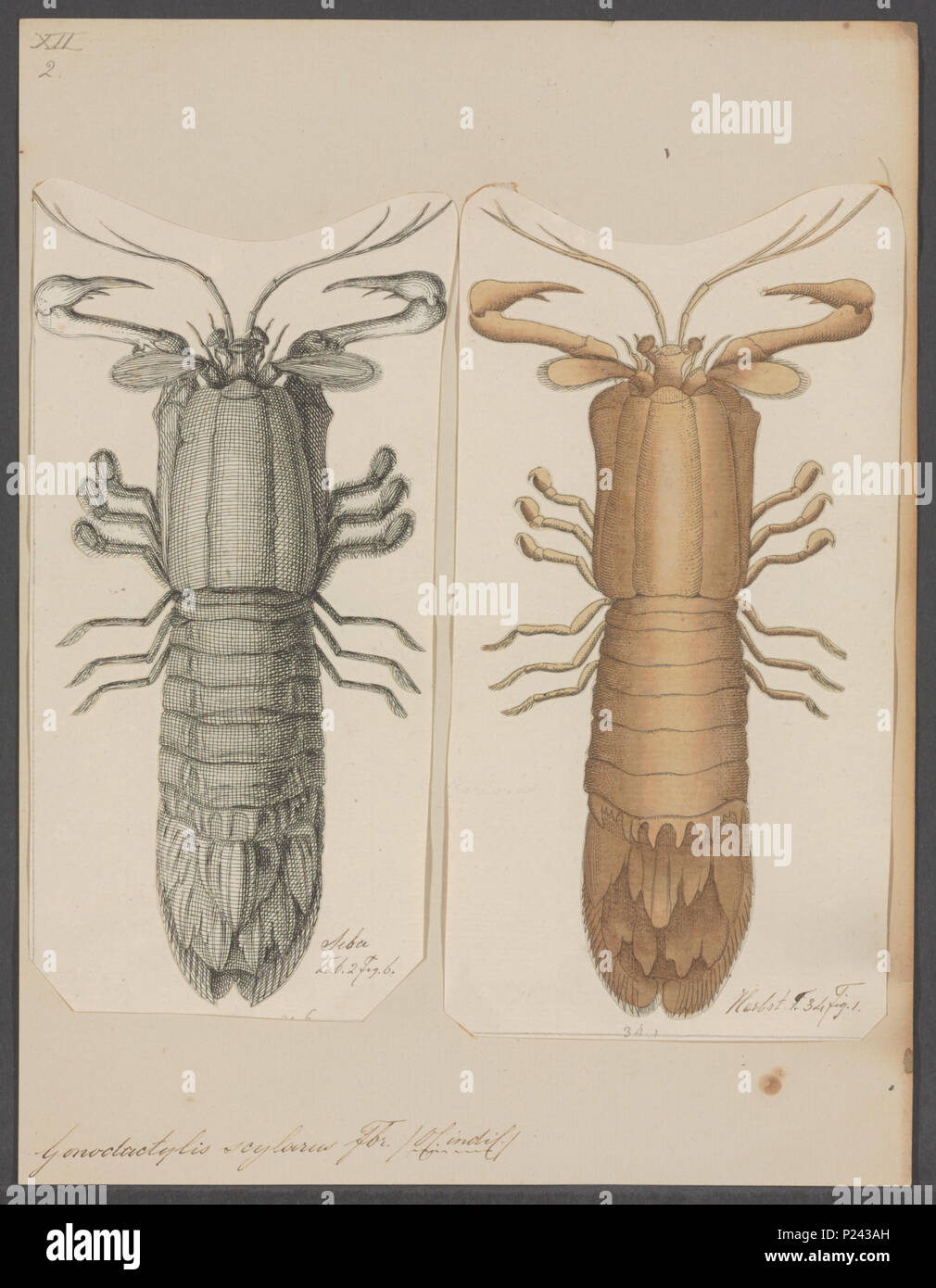 . Gonodactylis scylarus 141 Gonodactylis scylarus - - Stampa - Iconographia Zoologica - Collezioni Speciali Università di Amsterdam - UBAINV0274 097 13 0014 Foto Stock