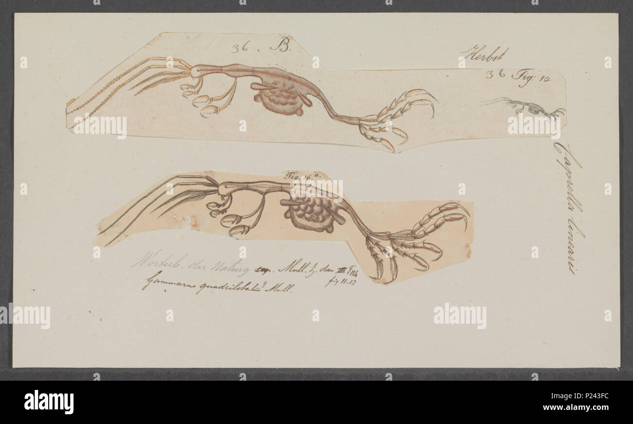 . Caprella linearis 51 Caprella linearis - - Stampa - Iconographia Zoologica - Collezioni Speciali Università di Amsterdam - UBAINV0274 098 05 0004 Foto Stock