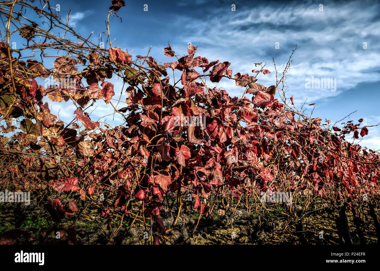Vigne con foglie rosse in autunno Foto Stock