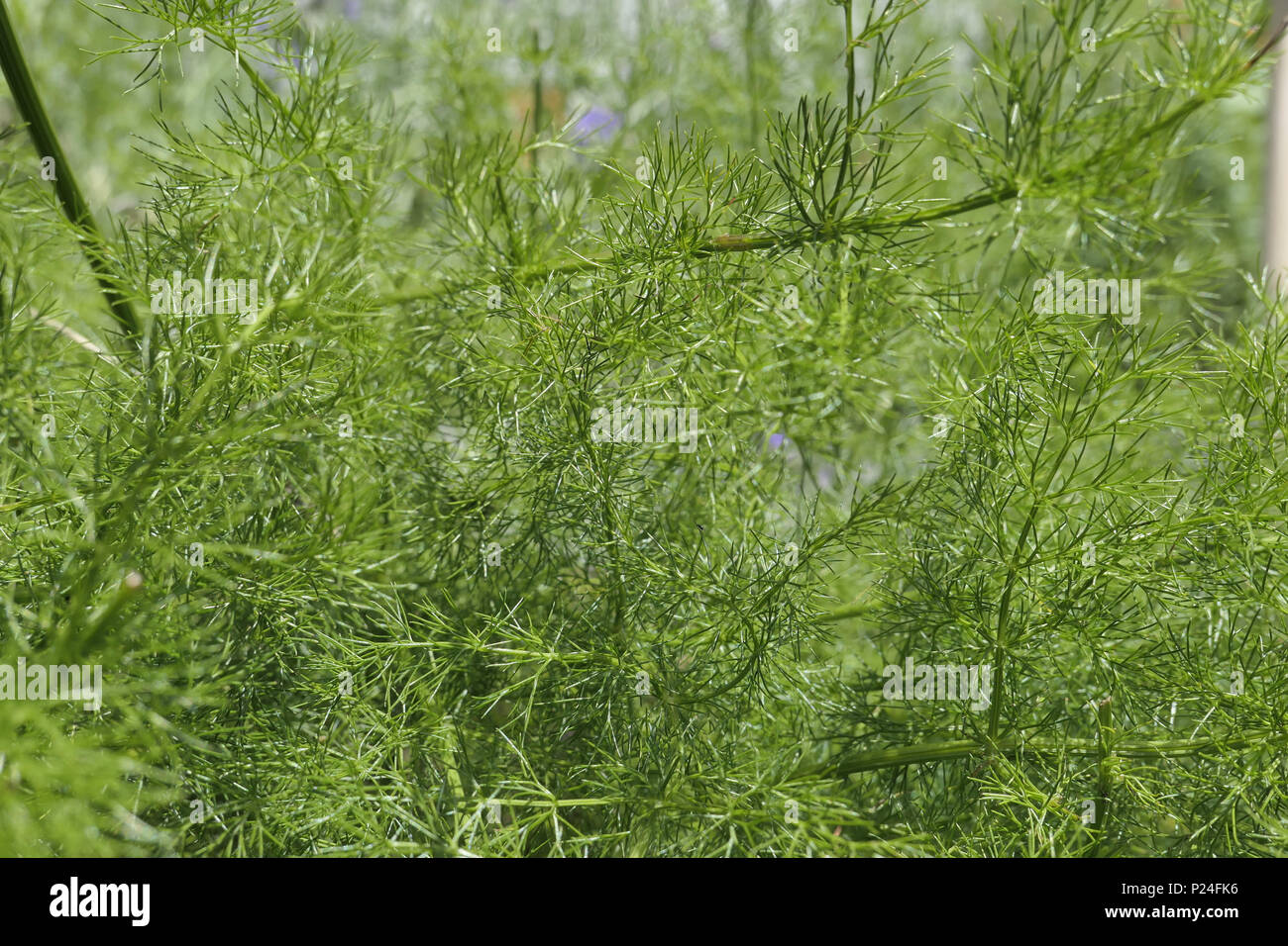 Spignel (Meum athamanticum), in Baviera, Germania, Europa Foto Stock