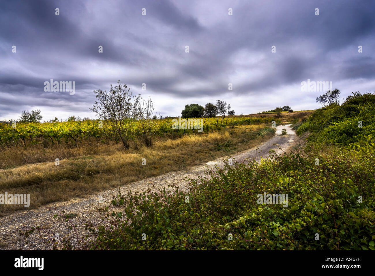 Strada di accesso sul bordo di un campo di vino Foto Stock