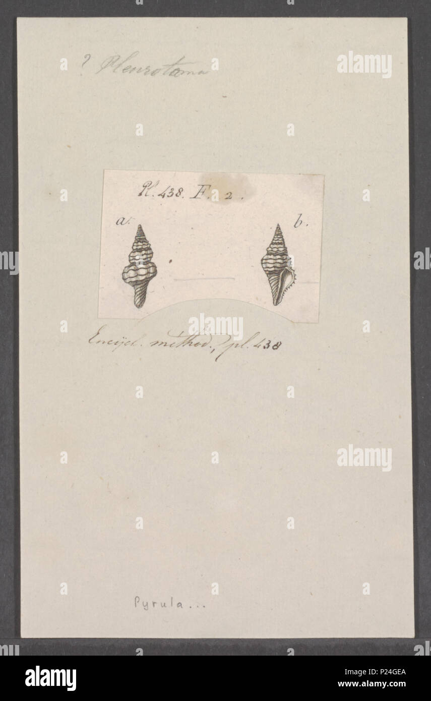 . Pyrula spec 274 Pyrula spec. - - Stampa - Iconographia Zoologica - Collezioni Speciali Università di Amsterdam - UBAINV0274 083 08 0040 Foto Stock