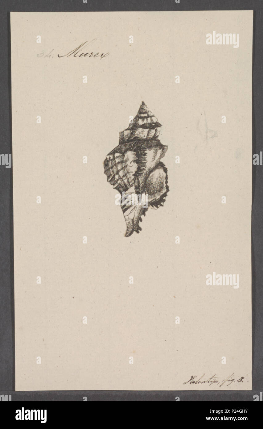 . Murex spec 197 Murex spec. - - Stampa - Iconographia Zoologica - Collezioni Speciali Università di Amsterdam - UBAINV0274 083 09 0035 Foto Stock
