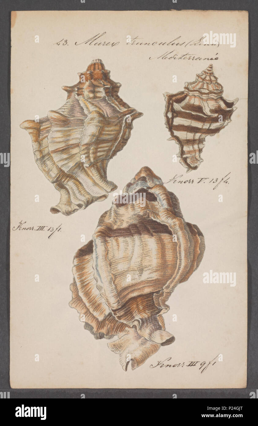 . Murex trunculus 197 Murex trunculus - - Stampa - Iconographia Zoologica - Collezioni Speciali Università di Amsterdam - UBAINV0274 083 09 0043 Foto Stock