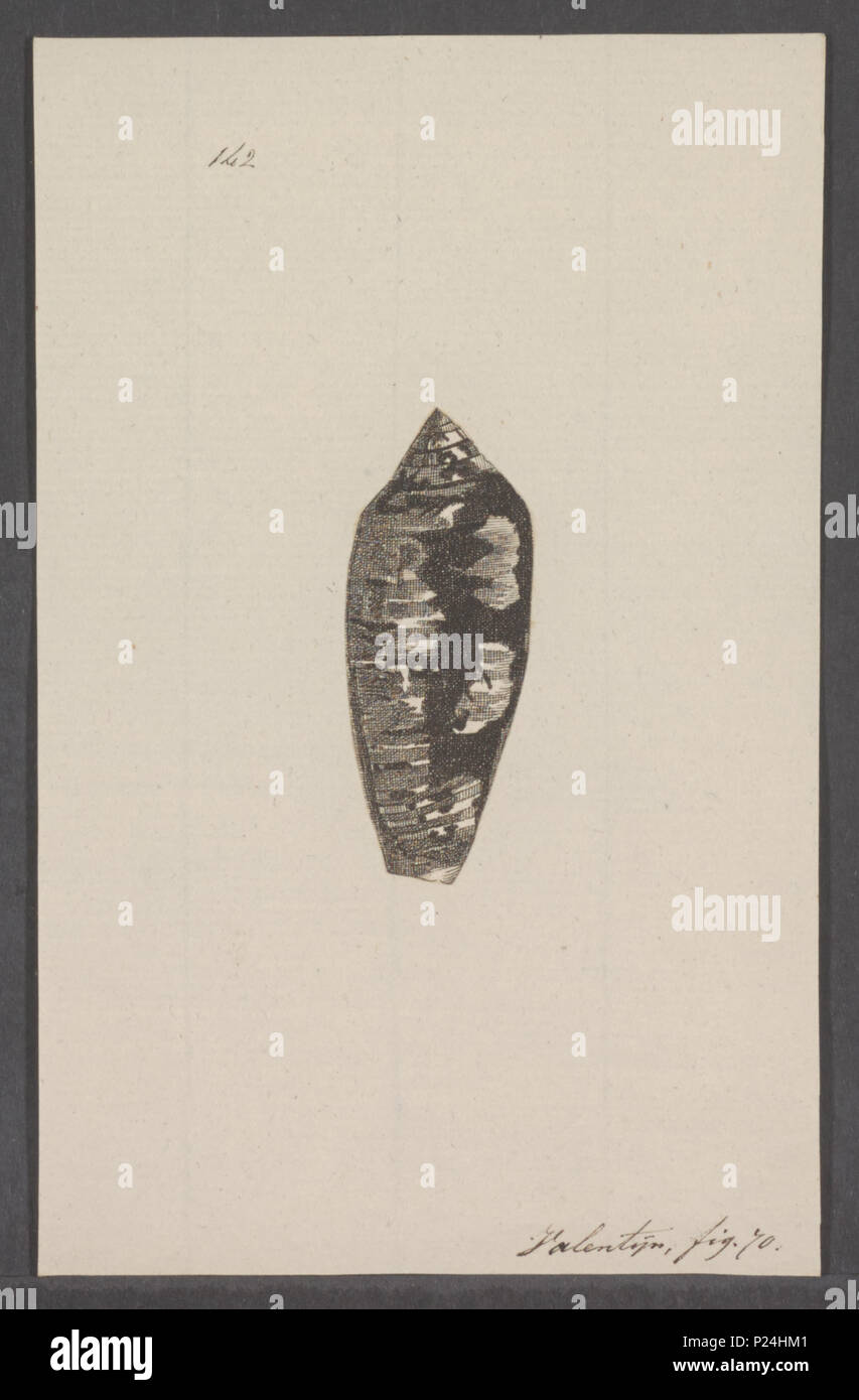 . Conus striatus 68 Conus striatus - - Stampa - Iconographia Zoologica - Collezioni Speciali Università di Amsterdam - UBAINV0274 085 10 0065 Foto Stock
