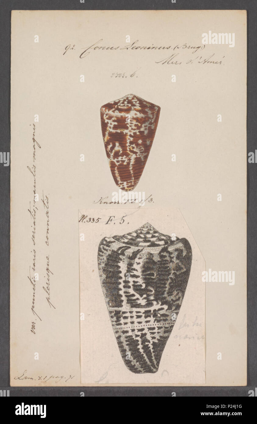 . Conus leoninus 67 Conus leoninus - - Stampa - Iconographia Zoologica - Collezioni Speciali Università di Amsterdam - UBAINV0274 086 02 0031 Foto Stock