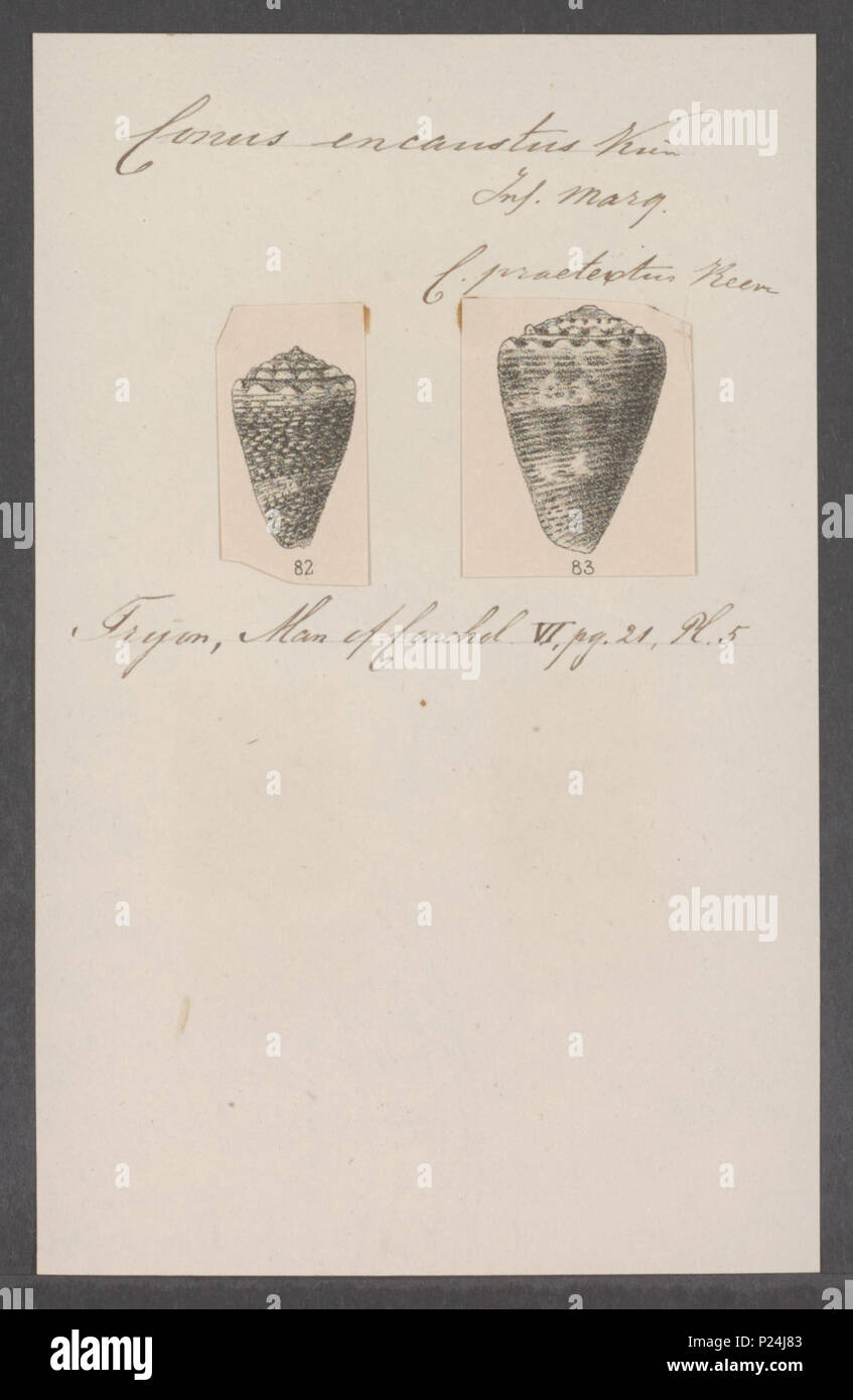 . Conus encaustus 66 Conus encaustus - - Stampa - Iconographia Zoologica - Collezioni Speciali Università di Amsterdam - UBAINV0274 086 05 0013 Foto Stock