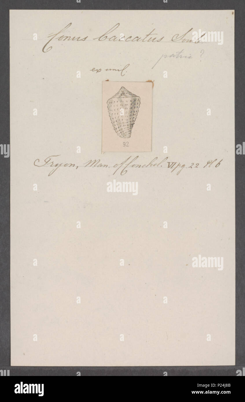 . Conus baccatus 66 Conus baccatus - - Stampa - Iconographia Zoologica - Collezioni Speciali Università di Amsterdam - UBAINV0274 086 05 0018 Foto Stock