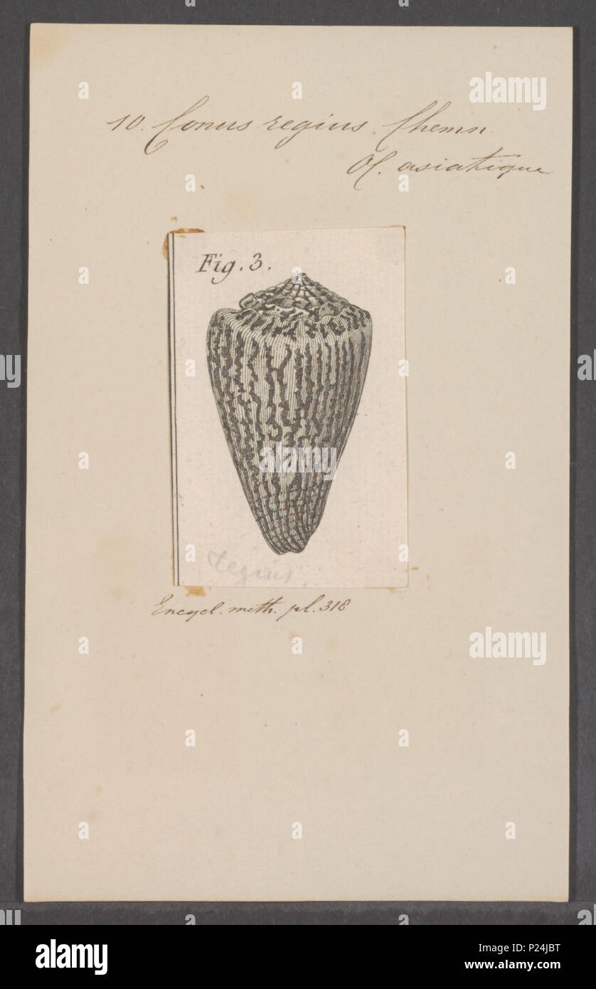 . Conus regius 67 Conus regius - - Stampa - Iconographia Zoologica - Collezioni Speciali Università di Amsterdam - UBAINV0274 086 06 0032 Foto Stock