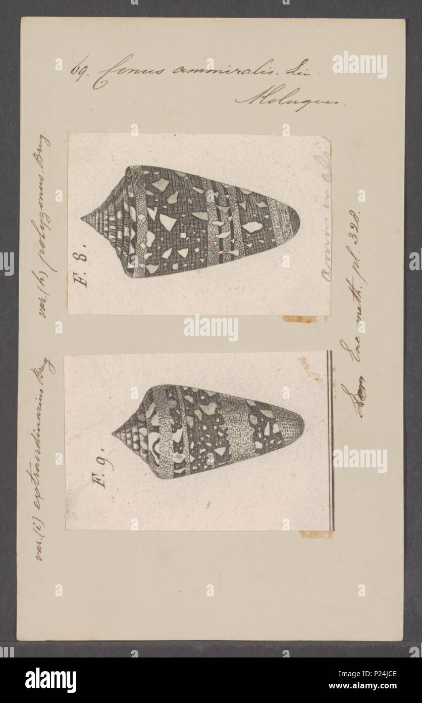 . Conus ammiralis 66 Conus ammiralis - - Stampa - Iconographia Zoologica - Collezioni Speciali Università di Amsterdam - UBAINV0274 086 07 0008 Foto Stock
