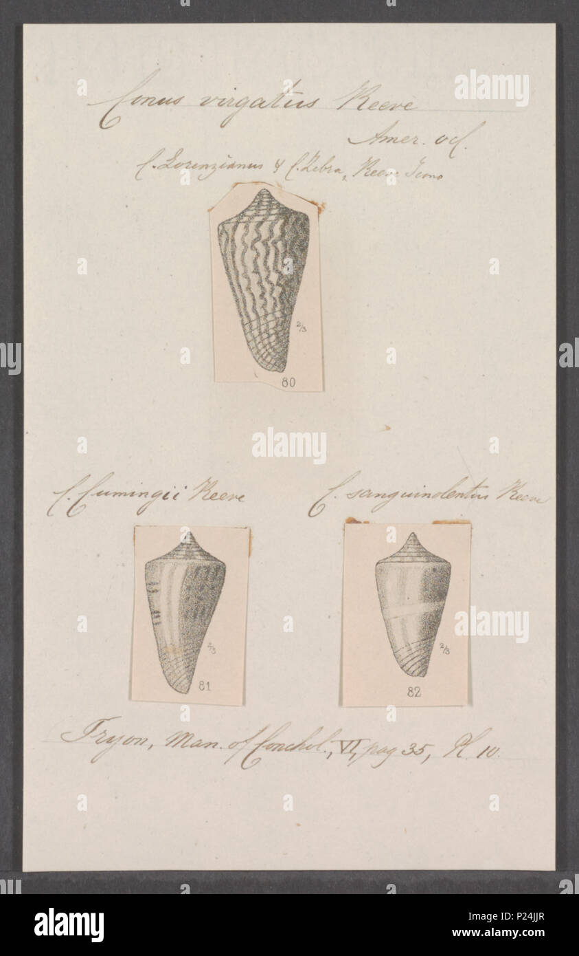 . Conus virgatus 68 Conus virgatus - - Stampa - Iconographia Zoologica - Collezioni Speciali Università di Amsterdam - UBAINV0274 086 07 0056 Foto Stock