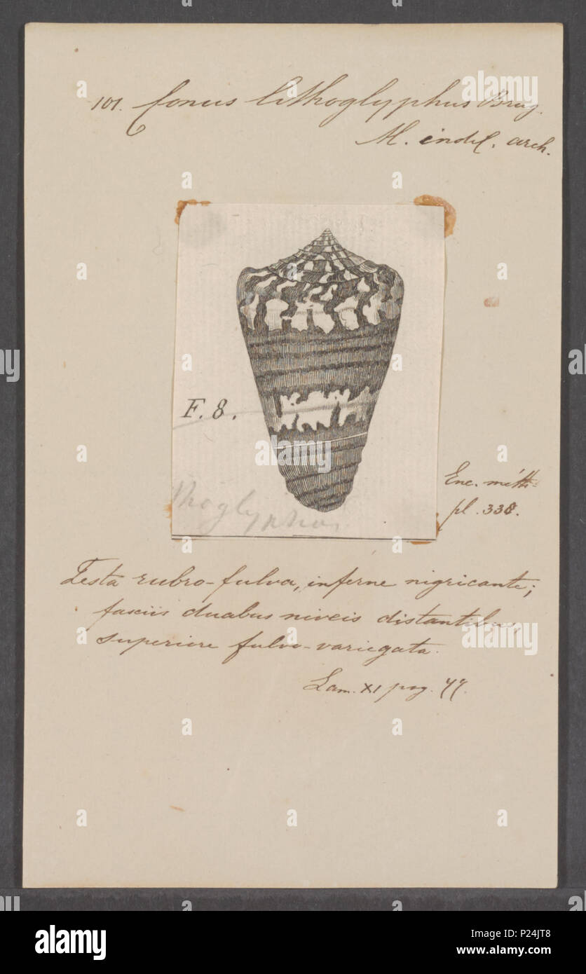. Conus lithoglyphus 67 Conus lithoglyphus - - Stampa - Iconographia Zoologica - Collezioni Speciali Università di Amsterdam - UBAINV0274 087 01 0006 Foto Stock