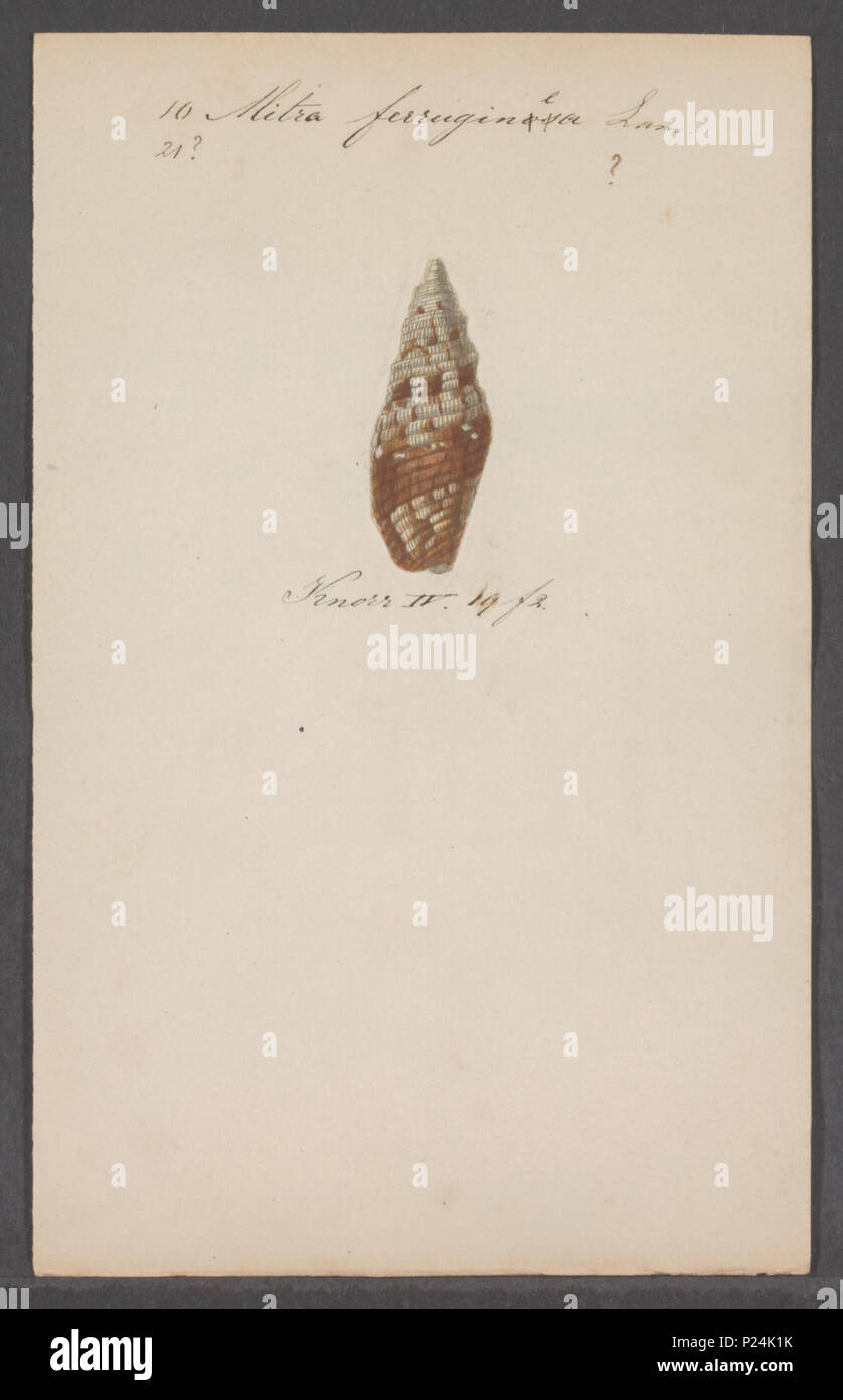. Mitra ferruginea 194 Mitra ferruginea - - Stampa - Iconographia Zoologica - Collezioni Speciali Università di Amsterdam - UBAINV0274 087 06 0022 Foto Stock