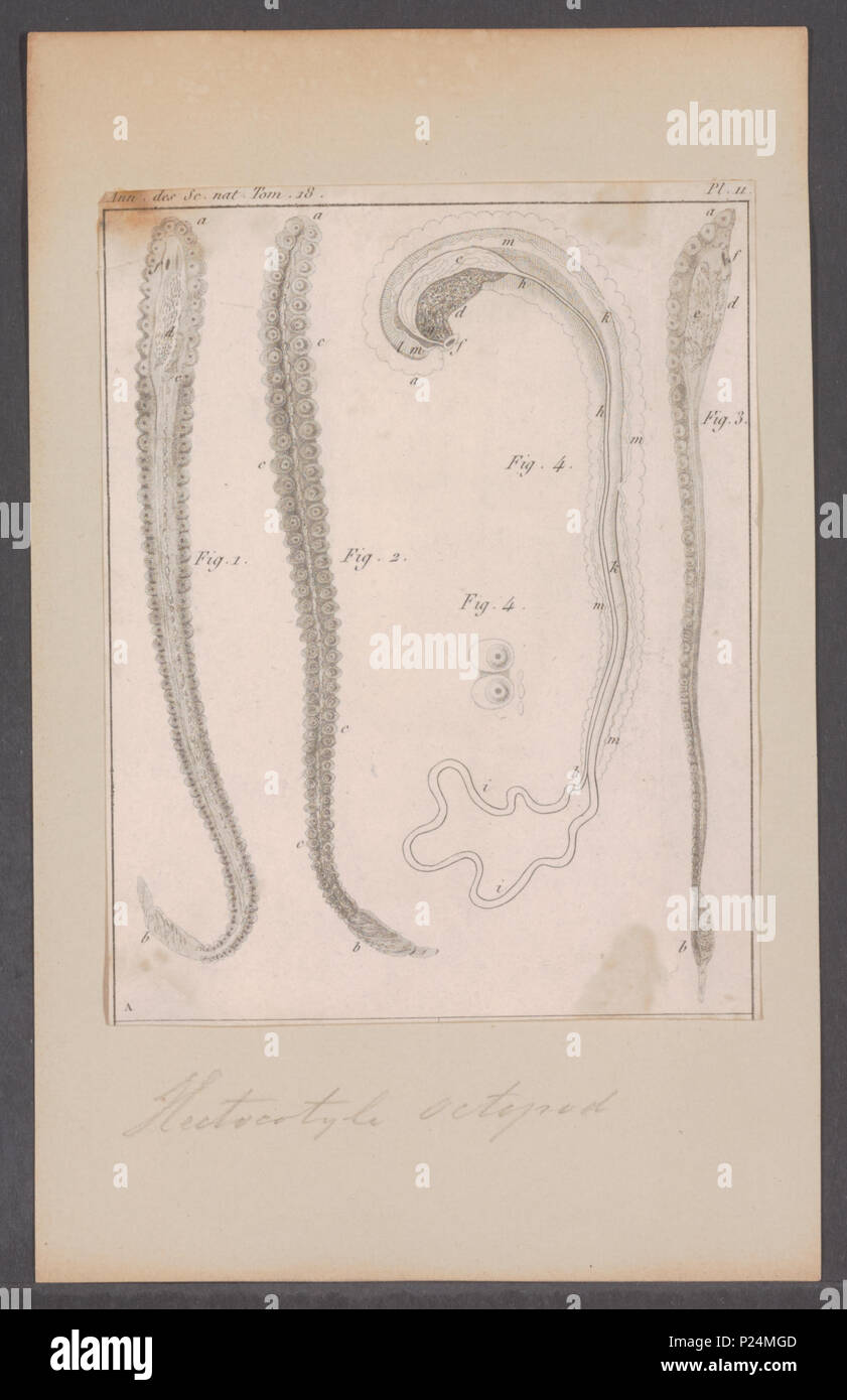. Il polpo spec. - Hectocotylus 210 Octopus spec. - Hectocotylus - - Stampa - Iconographia Zoologica - Collezioni Speciali Università di Amsterdam - UBAINV0274 090 03 0002 Foto Stock