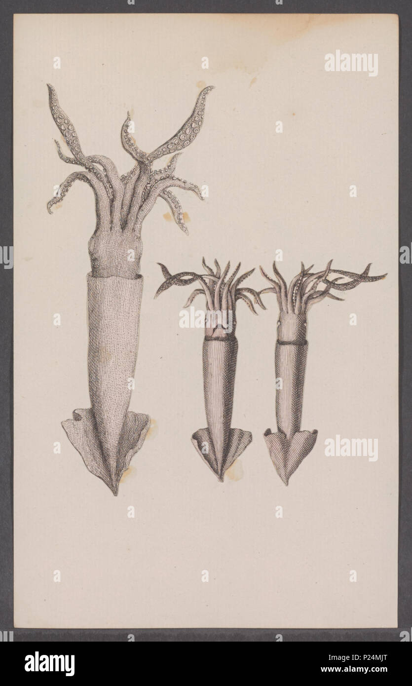 . Loligo spec 177 Loligo spec. - - Stampa - Iconographia Zoologica - Collezioni Speciali Università di Amsterdam - UBAINV0274 090 05 0016 Foto Stock