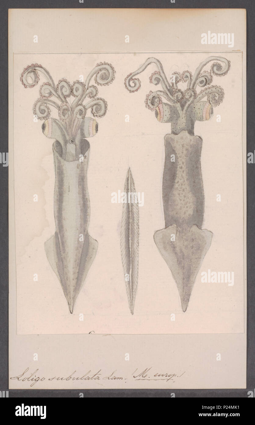 . Loligo subulata 177 Loligo subulata - - Stampa - Iconographia Zoologica - Collezioni Speciali Università di Amsterdam - UBAINV0274 090 05 0018 Foto Stock