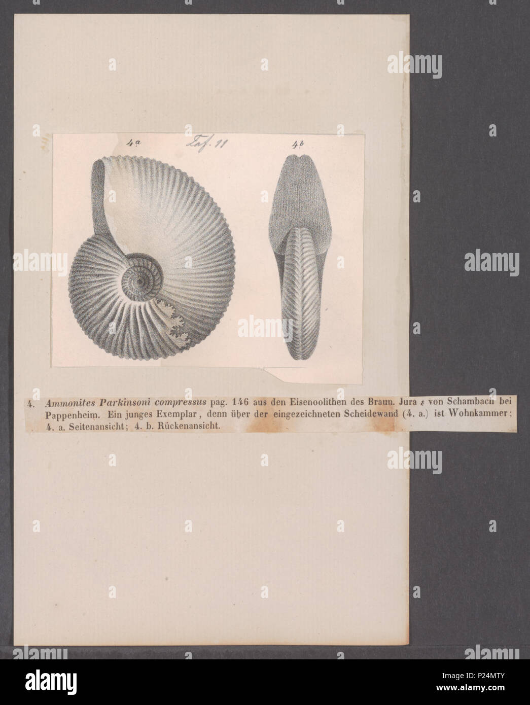 . Ammoniti parkinsoni compressus 16 Ammoniti parkinsoni compressus - - Stampa - Iconographia Zoologica - Collezioni Speciali Università di Amsterdam - UBAINV0274 091 01 0031 Foto Stock