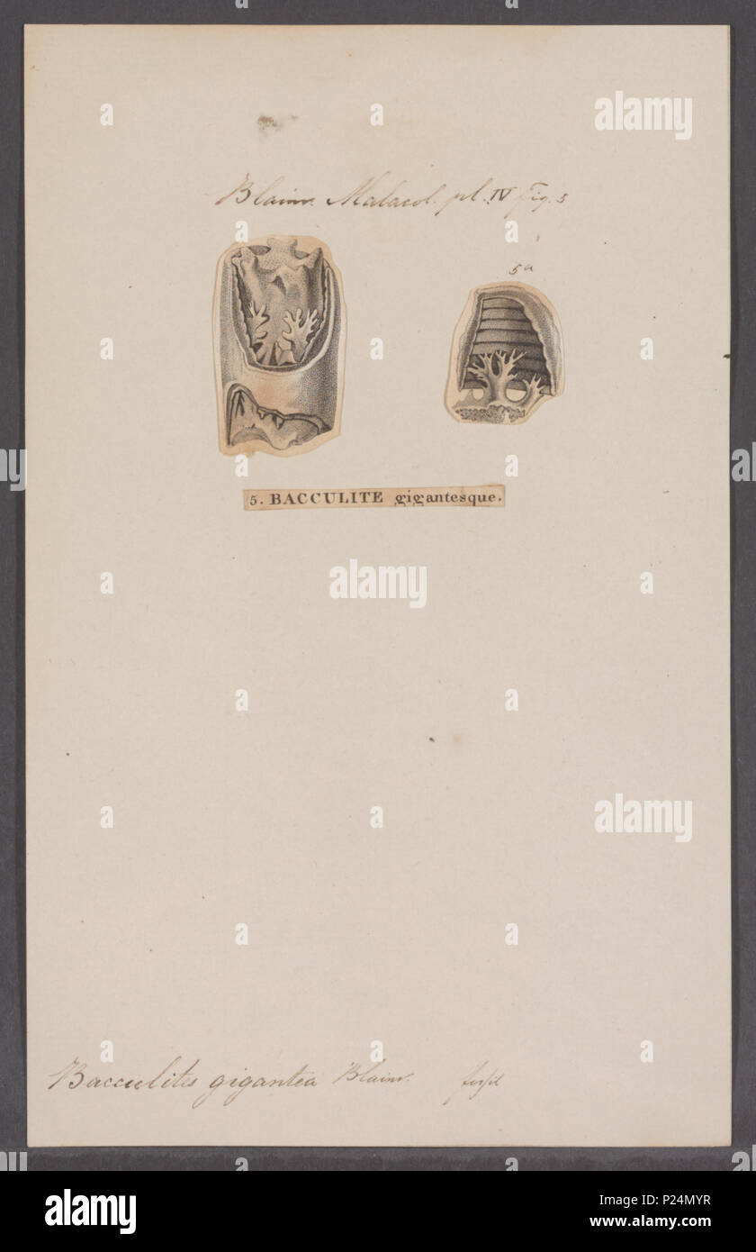 . Bacculites gigantea 25 Bacculites gigantea - - Stampa - Iconographia Zoologica - Collezioni Speciali Università di Amsterdam - UBAINV0274 091 02 0006 Foto Stock