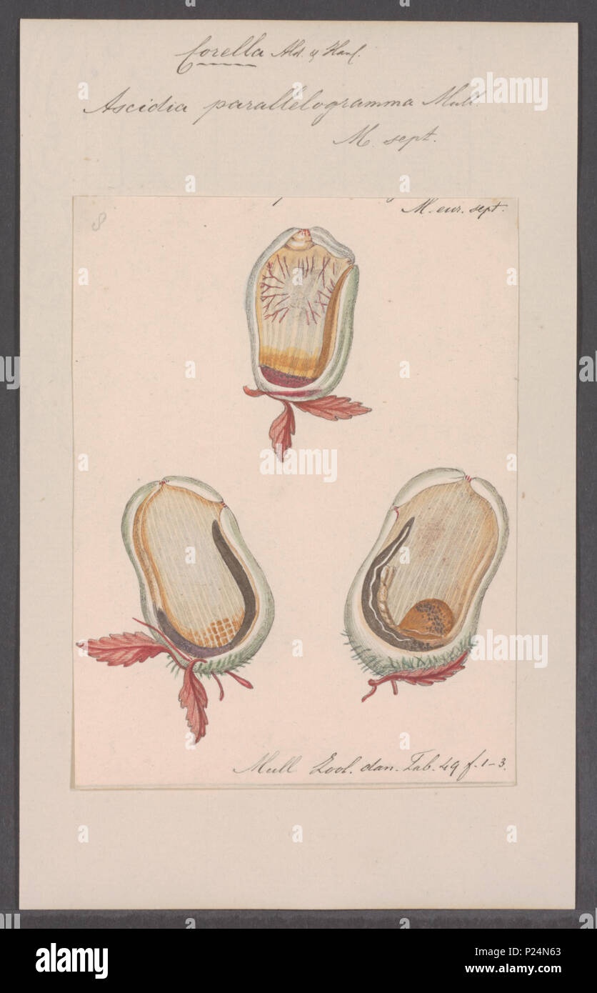 . Ascidia parallelogramma 23 Ascidia parallelogramma - - Stampa - Iconographia Zoologica - Collezioni Speciali Università di Amsterdam - UBAINV0274 092 01 0028 Foto Stock