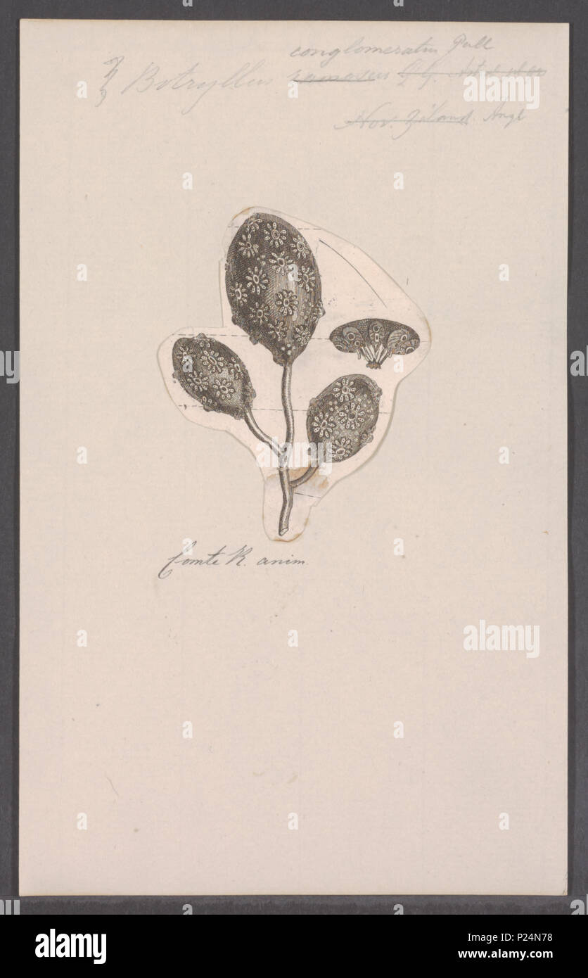 . Botryllus conglomeratus 37 Botryllus conglomeratus - - Stampa - Iconographia Zoologica - Collezioni Speciali Università di Amsterdam - UBAINV0274 092 02 0003 Foto Stock