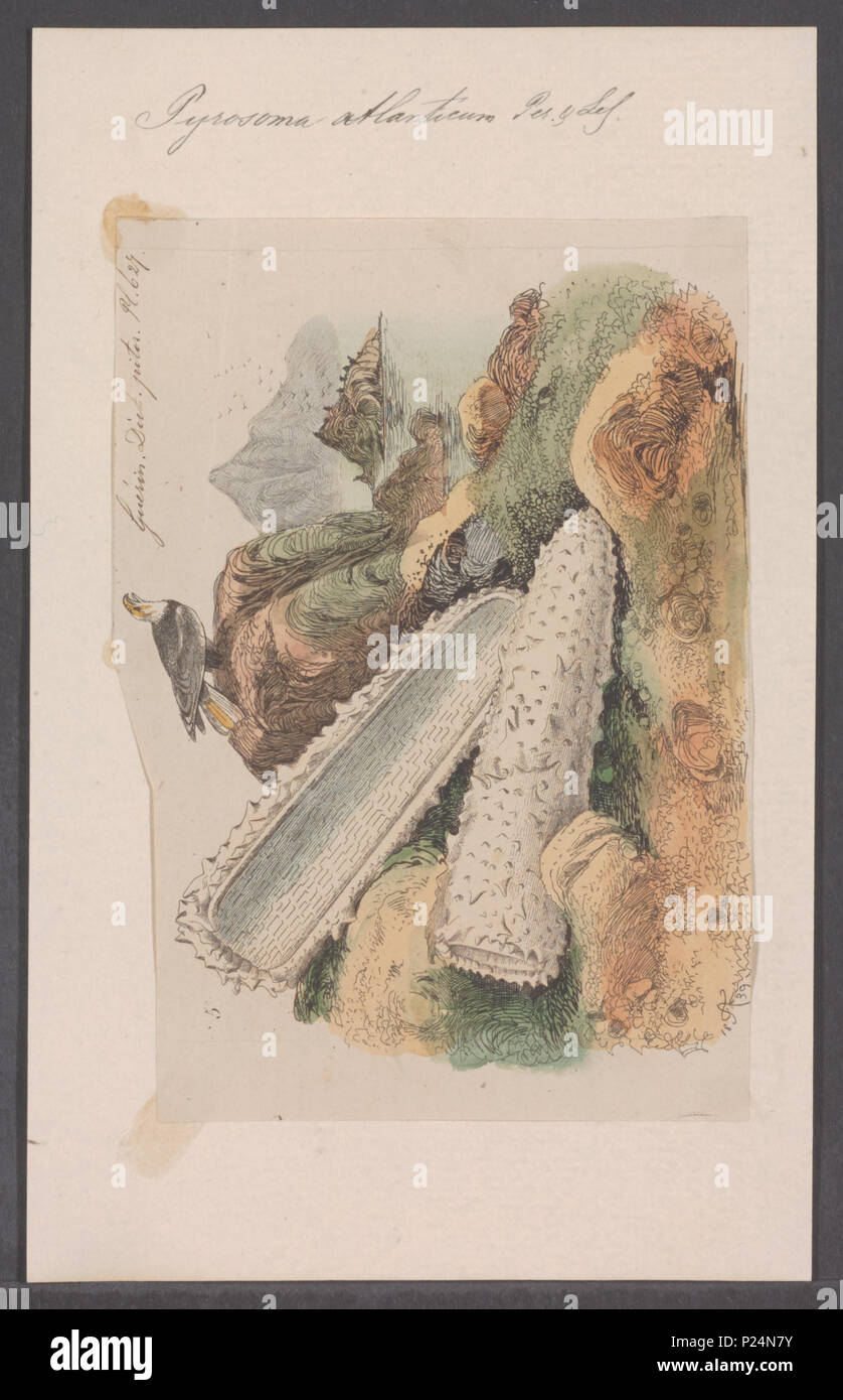 . Pyrosoma atlanticum 274 Pyrosoma atlanticum - - Stampa - Iconographia Zoologica - Collezioni Speciali Università di Amsterdam - UBAINV0274 092 06 0004 Foto Stock