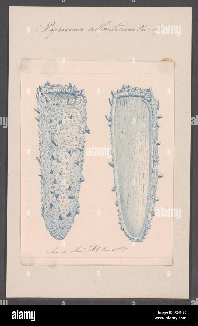 . Pyrosoma atlanticum 274 Pyrosoma atlanticum - - Stampa - Iconographia Zoologica - Collezioni Speciali Università di Amsterdam - UBAINV0274 092 06 0005 Foto Stock