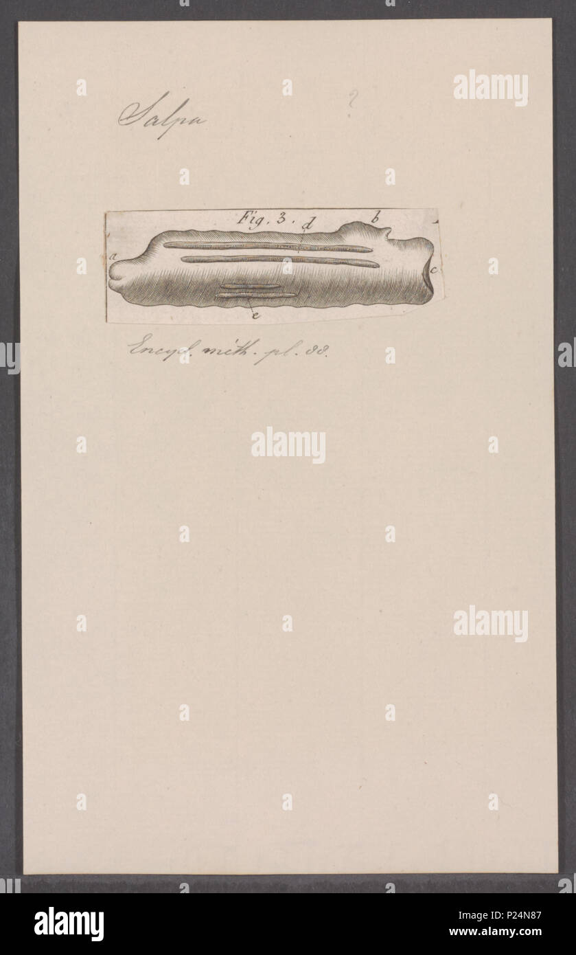 . Salpa spec 280 Salpa spec. - - Stampa - Iconographia Zoologica - Collezioni Speciali Università di Amsterdam - UBAINV0274 092 08 0007 Foto Stock