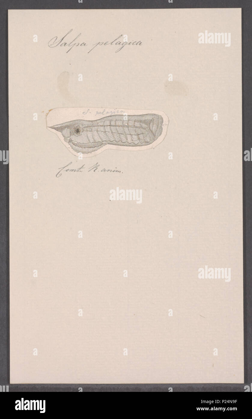 . Salpa pelagica 280 Salpa pelagica - - Stampa - Iconographia Zoologica - Collezioni Speciali Università di Amsterdam - UBAINV0274 092 08 0038 Foto Stock