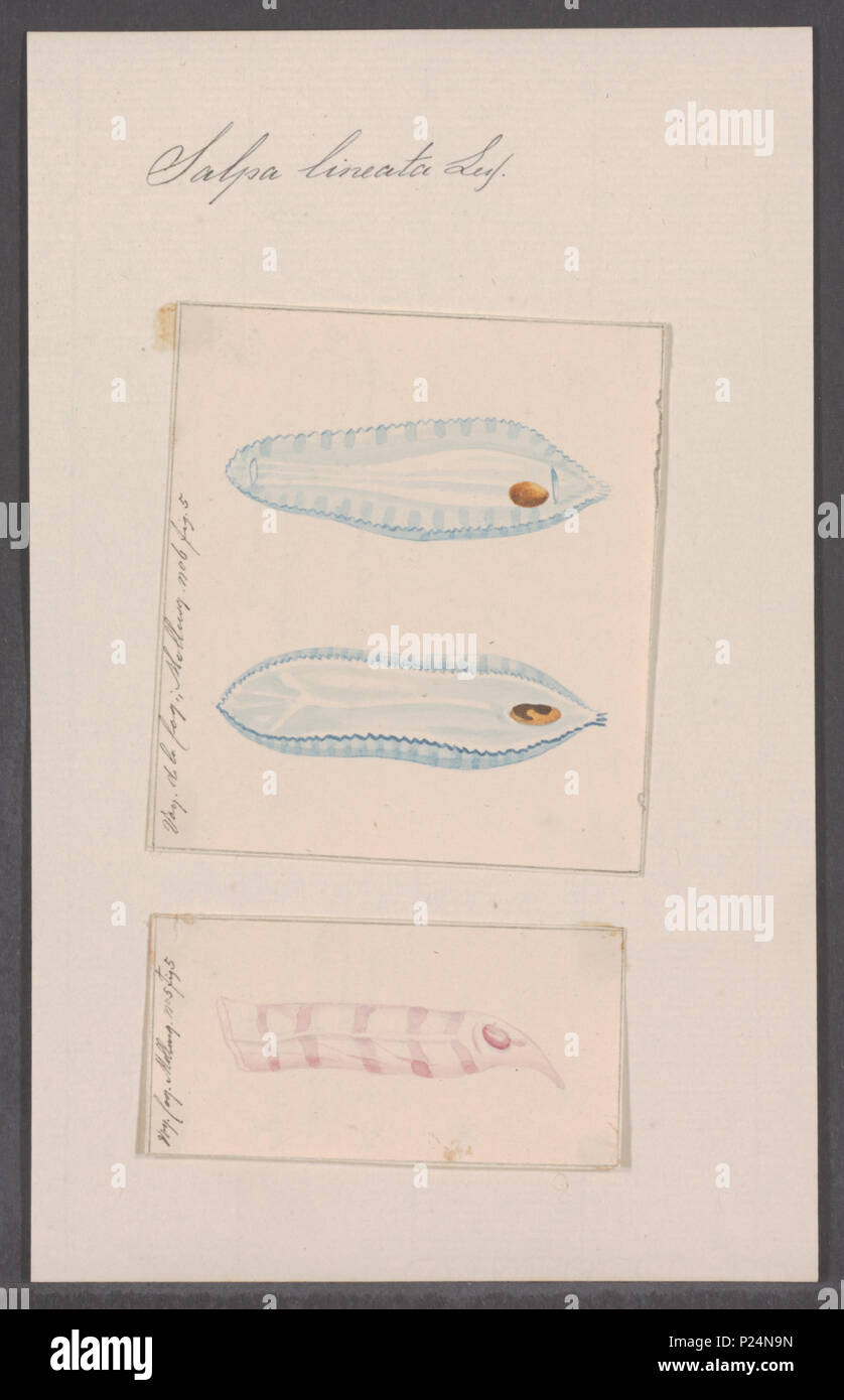 . Salpa lineata 280 Salpa lineata - - Stampa - Iconographia Zoologica - Collezioni Speciali Università di Amsterdam - UBAINV0274 092 08 0043 Foto Stock