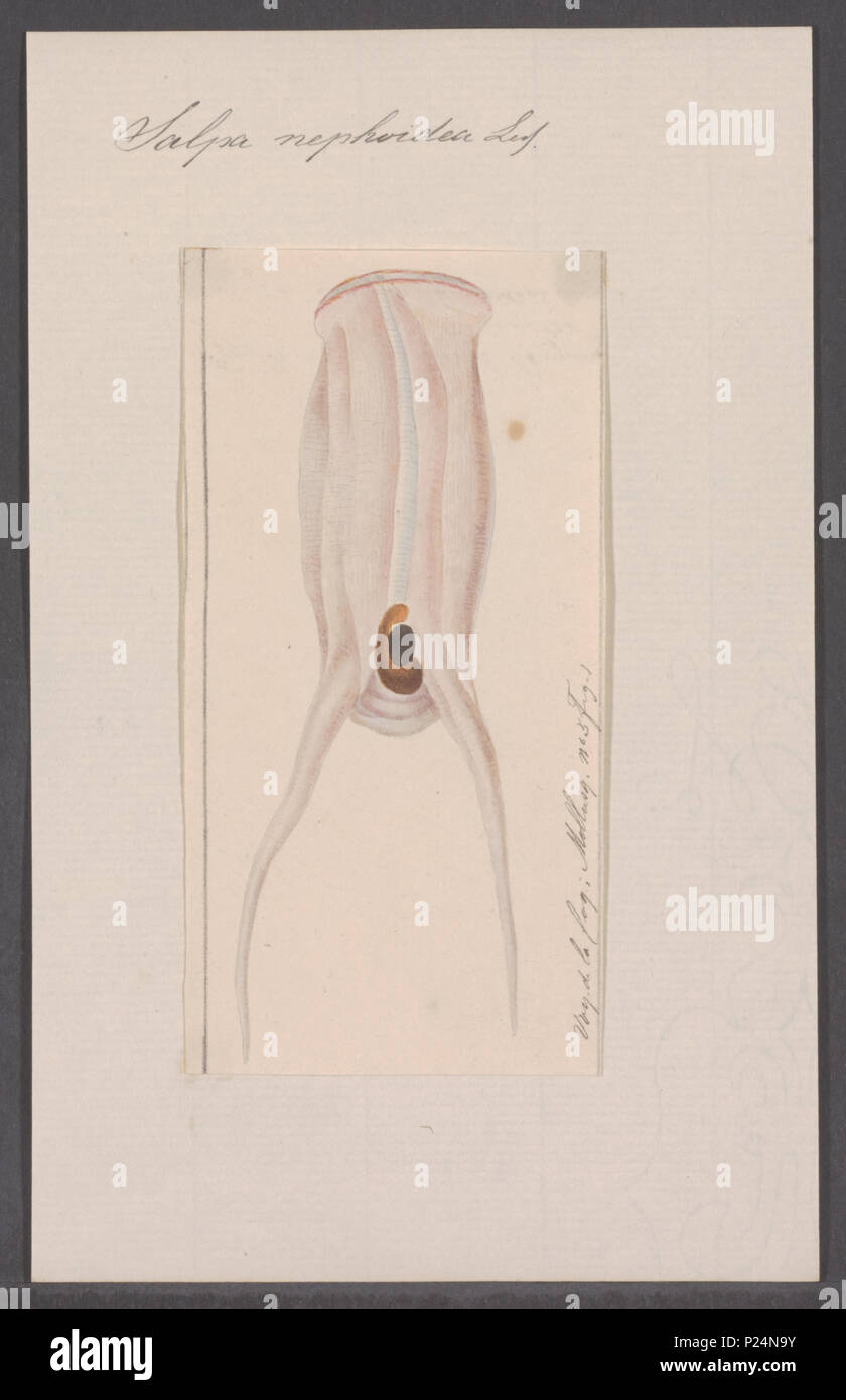 . Salpa nephoidea 280 Salpa nephoidea - - Stampa - Iconographia Zoologica - Collezioni Speciali Università di Amsterdam - UBAINV0274 092 08 0049 Foto Stock