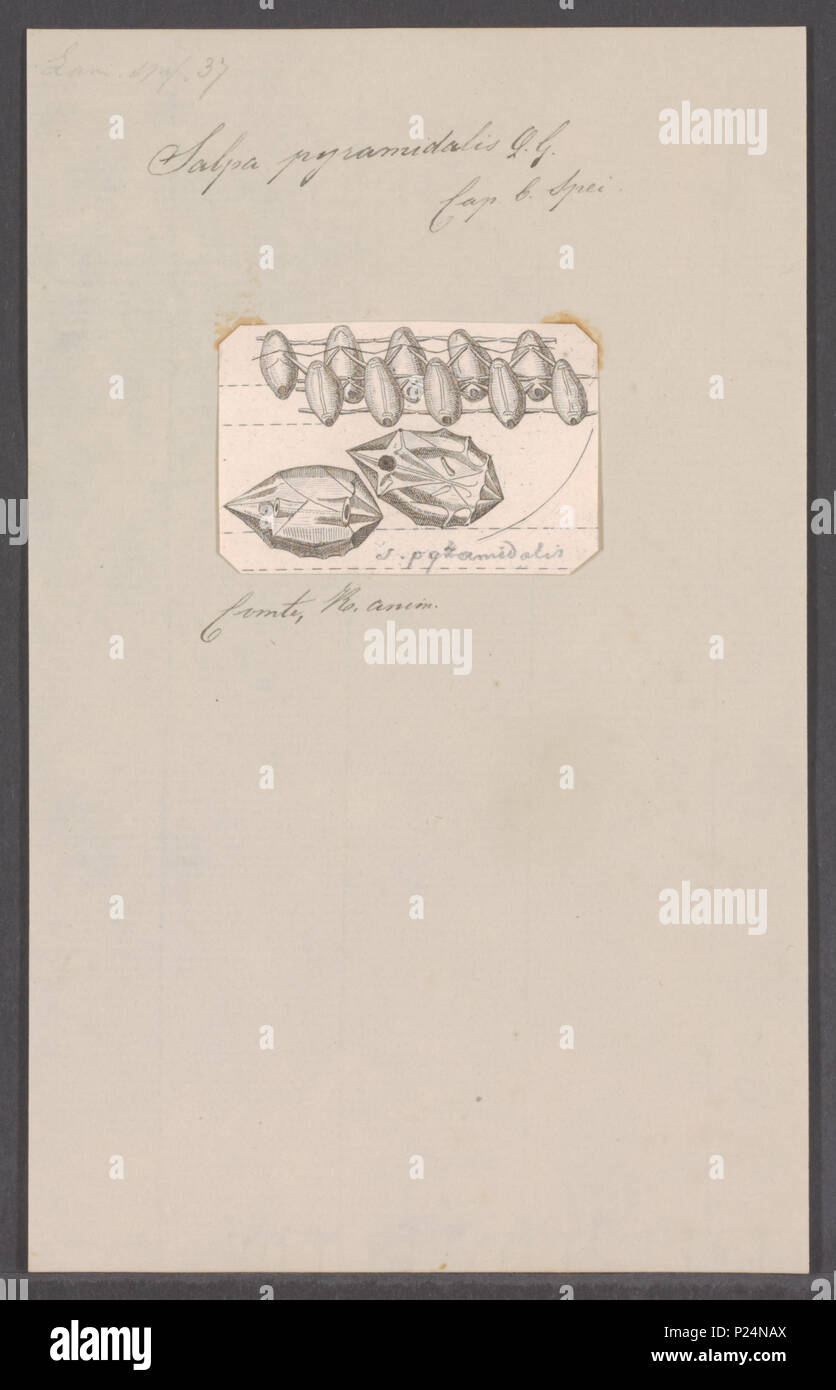 . Salpa pyramidalis 280 Salpa pyramidalis - - Stampa - Iconographia Zoologica - Collezioni Speciali Università di Amsterdam - UBAINV0274 092 08 0062 Foto Stock