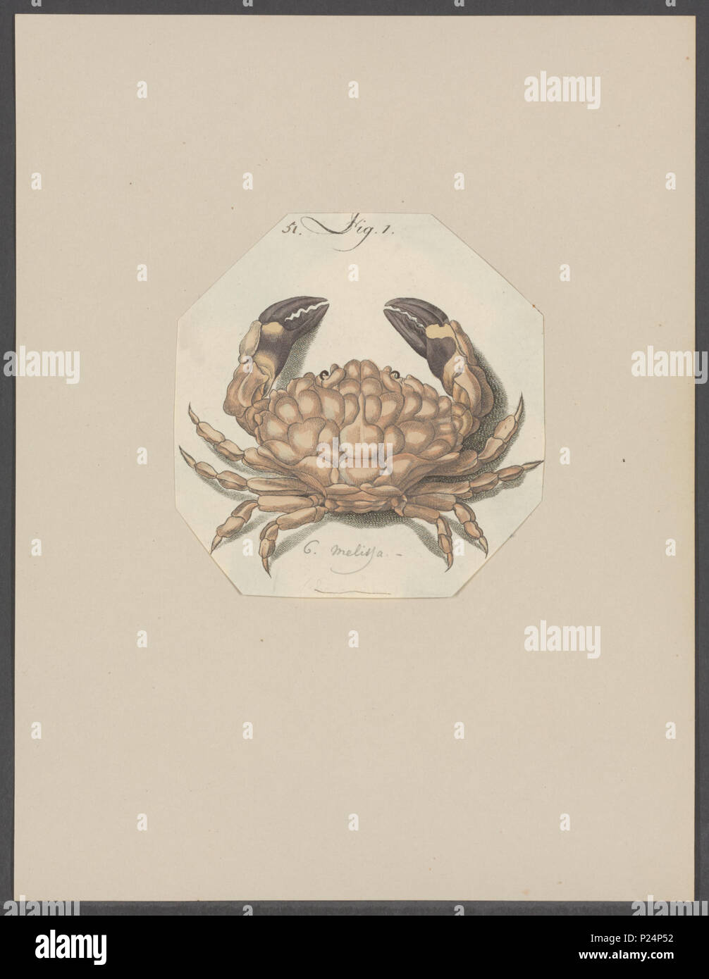 . Euxanthus exsculptus syn. Il cancro melissa 48 Cancro melissa - - Stampa - Iconographia Zoologica - Collezioni Speciali Università di Amsterdam - UBAINV0274 094 14 0038 Foto Stock